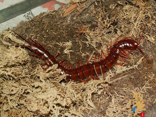 世界十大巨人蜈蚣(图二) 中国红巨龙蜈蚣、多棘巨蜈