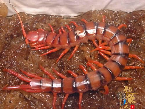 世界十大巨人蜈蚣(图四) 哈氏蜈蚣