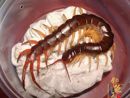 世界十大巨人蜈蚣(图五)马来西亚巨人蜈蚣