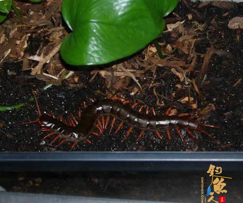 世界十大巨人蜈蚣(图六) 越南巨人蜈蚣 黄脚