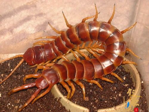 世界十大巨人蜈蚣(图八) 亚马逊巨人蜈蚣