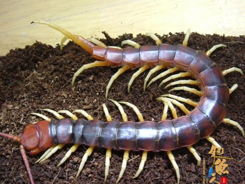 世界十大巨人蜈蚣(图九) 秘鲁巨人蜈蚣 黄脚