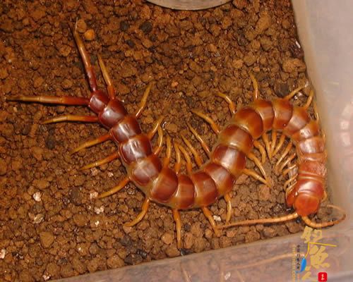 世界十大巨人蜈蚣(图九) 秘鲁巨人蜈蚣 红脚
