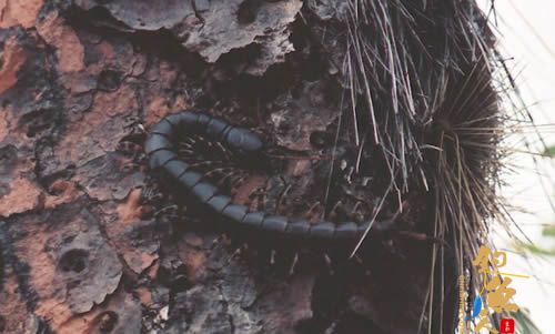 世界十大巨人蜈蚣(图十) 加拉帕格斯巨人蜈蚣