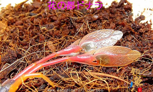 最奇异的蜈蚣 羽毛尾蜈蚣 图