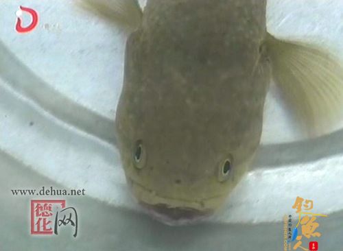 大坂村村民发现“蛇纹怪鱼 图