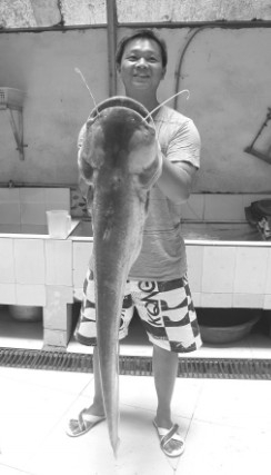 小伙钓起“鲶鱼王”围观村民啧啧称奇 图