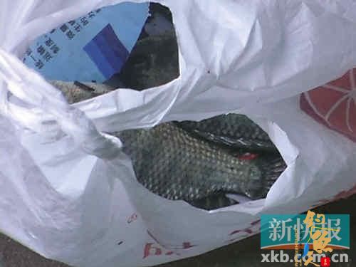 广州东濠涌有人钓鱼惹争议！2