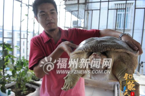 好心钓鱼人“收养”因受伤流落长乐沙滩13公斤大鳖 图