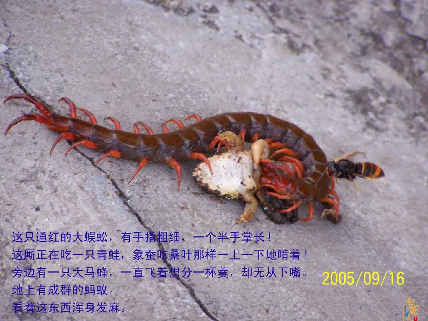 详解 wugong 蜈蚣 2