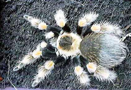 泥炭嗜雀舞者-出产自印度尼西亚