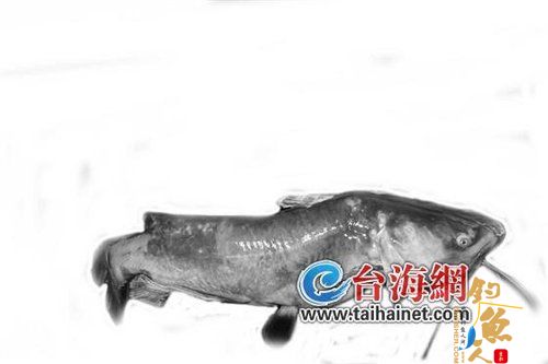 泉州市民从水库捞到一条 重23.85公斤大鱼 图