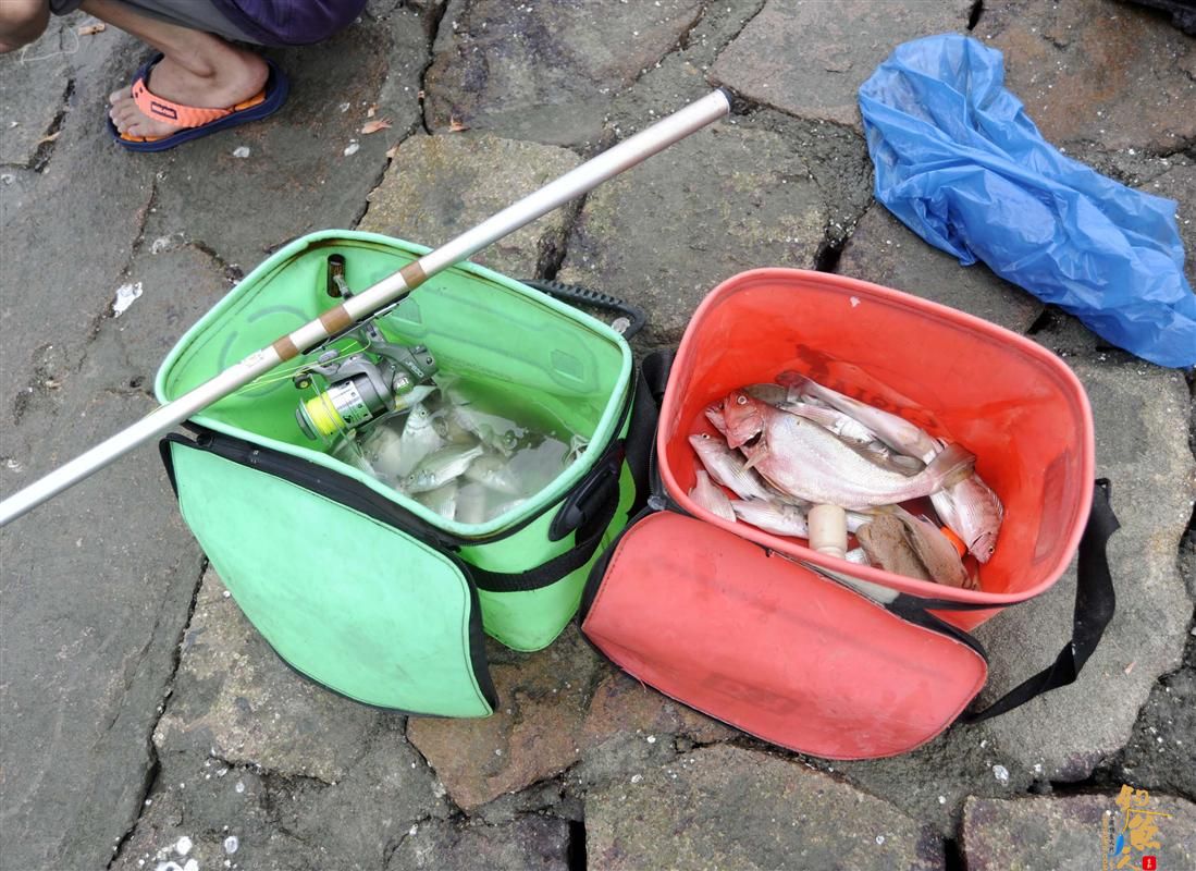 钓鱼爱好者的战利品 “苏拉”台风后