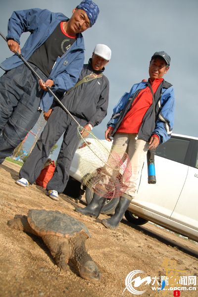 牡丹江市市民江边钓鱼捞出巨型鳄龟 图