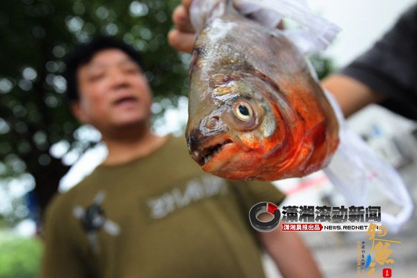 市民捞刀河中钓起“食人鱼”？ 专家鉴定是淡水白鲳 图