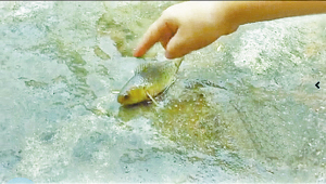 厦门:怪鱼雨中在公路上"暴走"半小时 图