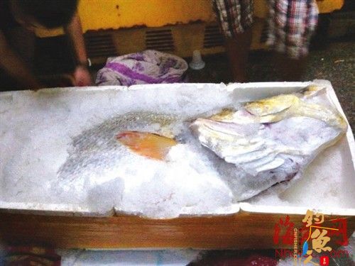 福建渔民捡获黄唇鱼卖出300万元重达 160斤(图)