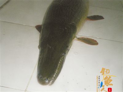 珠海市民薛先生钓到雀鳝鱼 系世界十大淡水凶猛鱼之一 图