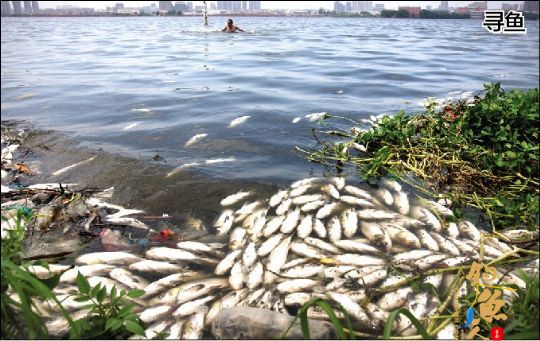 湖里捞死鱼 路边摆摊卖 图