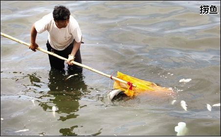 湖里捞死鱼 路边摆摊卖 图