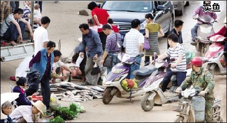 湖里捞死鱼 路边摆摊卖 图