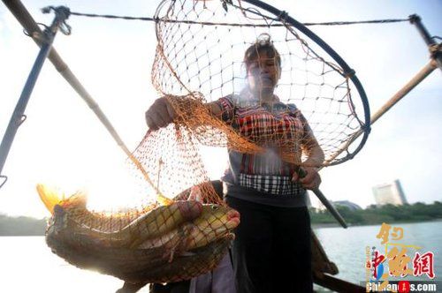 　7月10日，广西柳州，渔民捕获的淡水鱼。