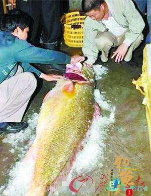 福建渔民捡80公斤重金钱鳘竟能卖出300万元天价