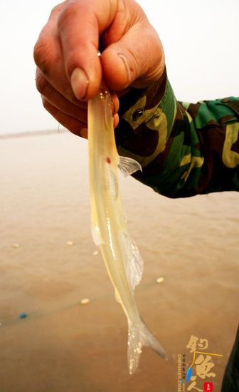 2009年1月4日，在黄河济南泺口浮桥段，一名捕鱼者打捞上一条约32厘米长“透明鱼”。 