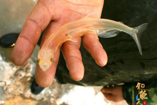 捕鱼者打捞出32厘米长透明鱼 图
