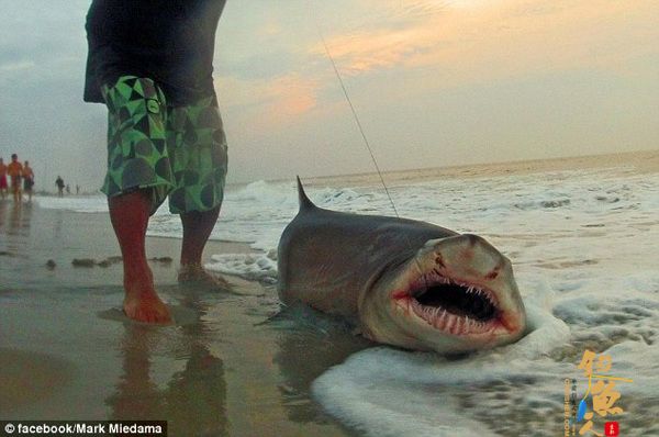 美国渔民钓上2米长鲨鱼 拍照后放归 图