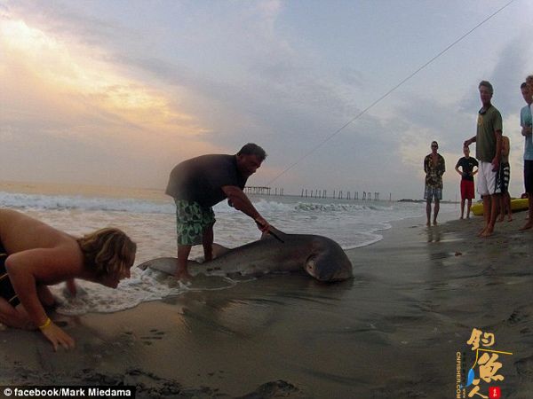 美国渔民钓上2米长鲨鱼 拍照后放归 图