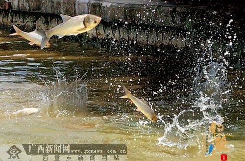 广西南湖水质改善 鱼儿跃出水面引围观 图