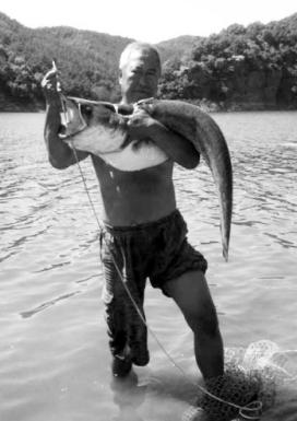 70多岁的老翁守仨月钓到38斤重鲇鱼卖了一万元