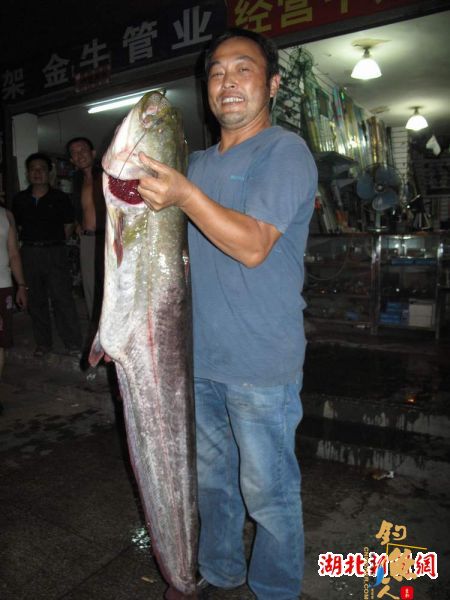 湖北安陆钓鱼人在水库夜钓钓到33斤重野生大鲶鱼