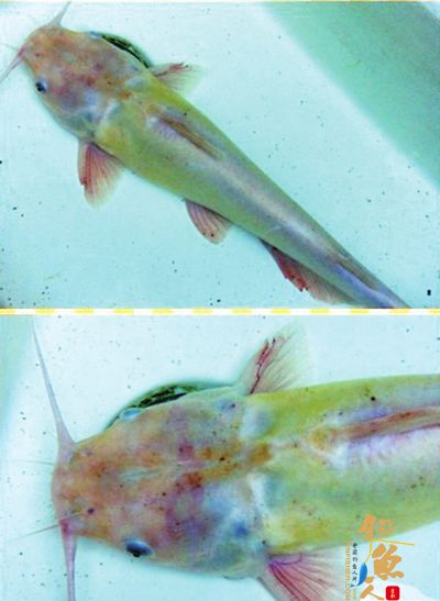 这是啥鱼?市民微博晒“怪鱼” 图