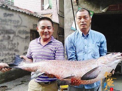 　“这么大的青鱼，我还是生平第一次碰到。”3日上午，钱先生在汤逊湖钓起一条1.3米长、45斤重的大青鱼，让他兴奋不已。 