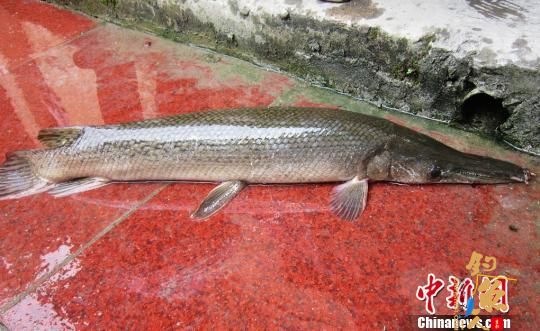 剧毒怪鱼鱼塘偷食被村民抓获 世界十大凶猛淡水鱼类之一的雀鳝