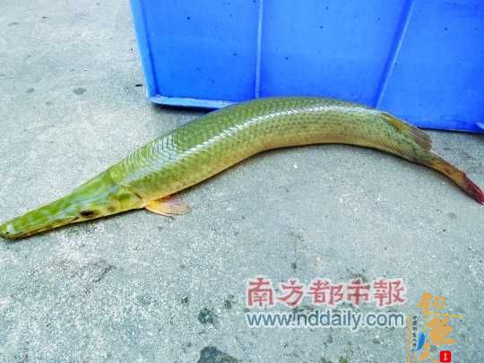 “韶关剧毒怪鱼”。这种鱼学名雀鳝 鱼卵有剧毒 勿食用(图)