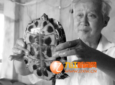 湖口县村民钓起了一只罕见乌龟 -巴西龟 图