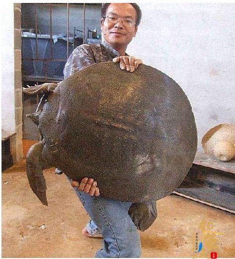 北京钓友密云水库钓获58斤重巨鳖 图