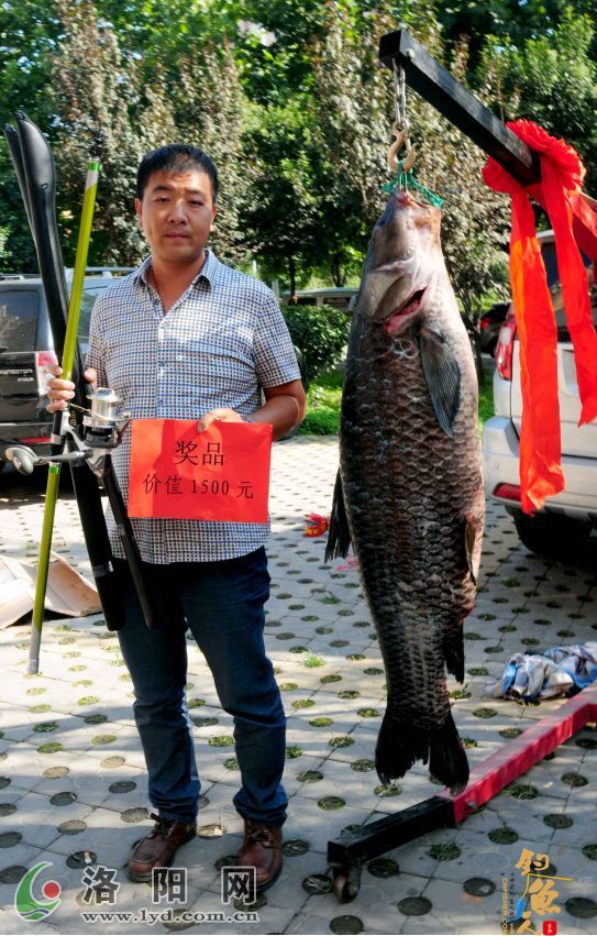 洛阳钓鱼爱好者钓到一条108斤大青鱼 获奖1500元 图