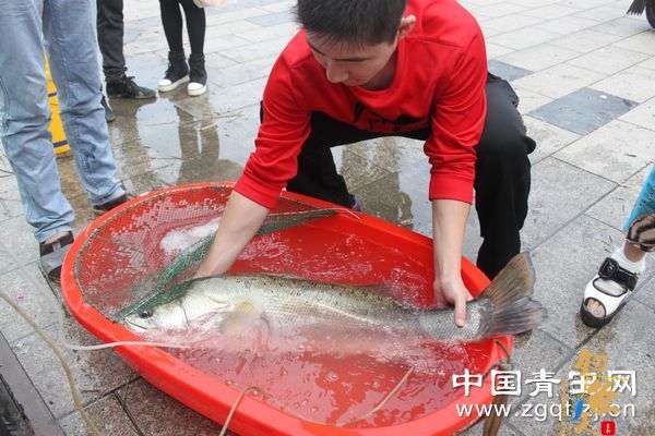 居民从瓯江钓上20多斤重鲈鱼 图