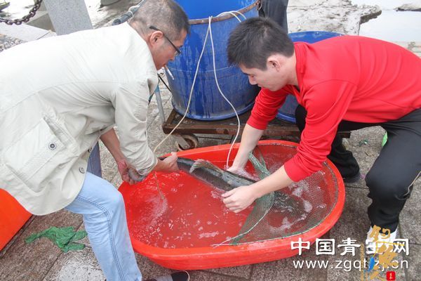 居民从瓯江钓上20多斤重鲈鱼 图