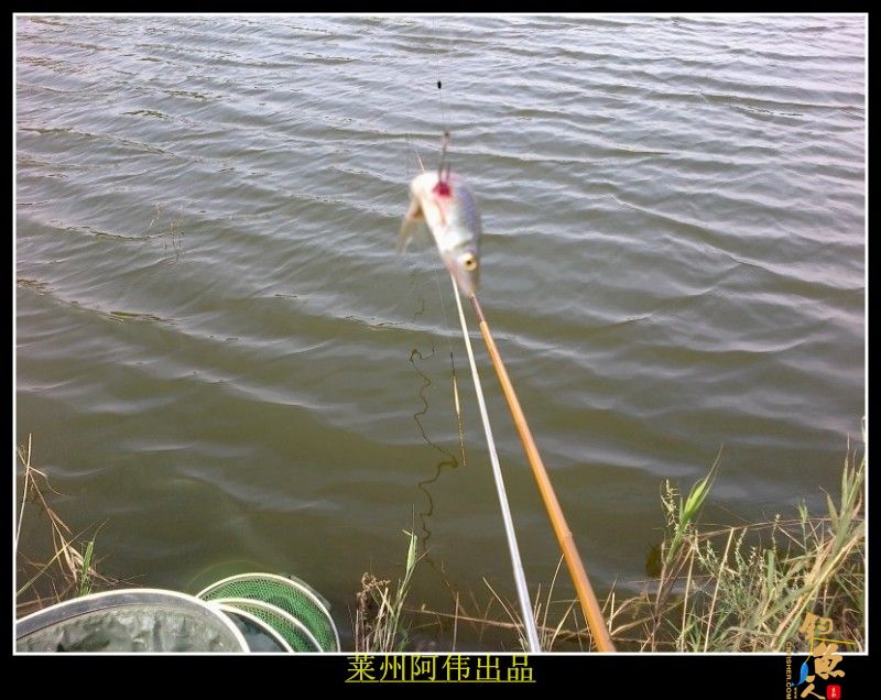 莲花山下 莱州阿伟 出品