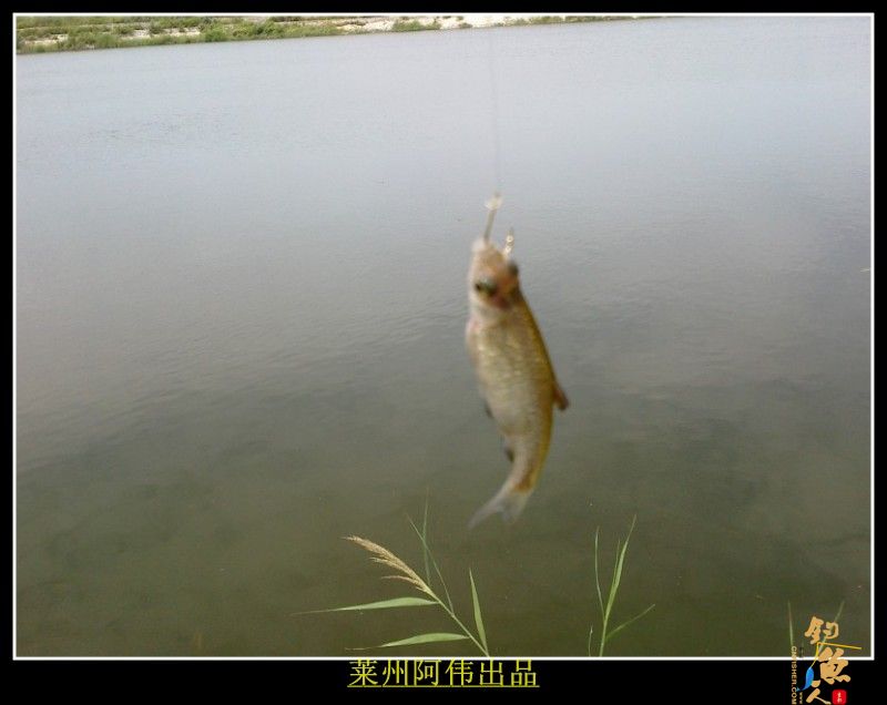 莲花山下 莱州阿伟 出品