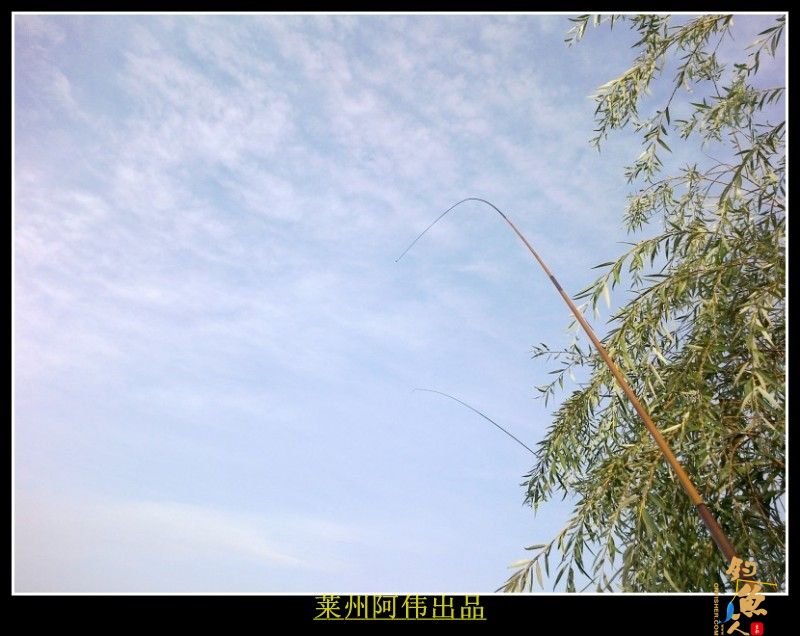 莲花山下 莱州阿伟 出品