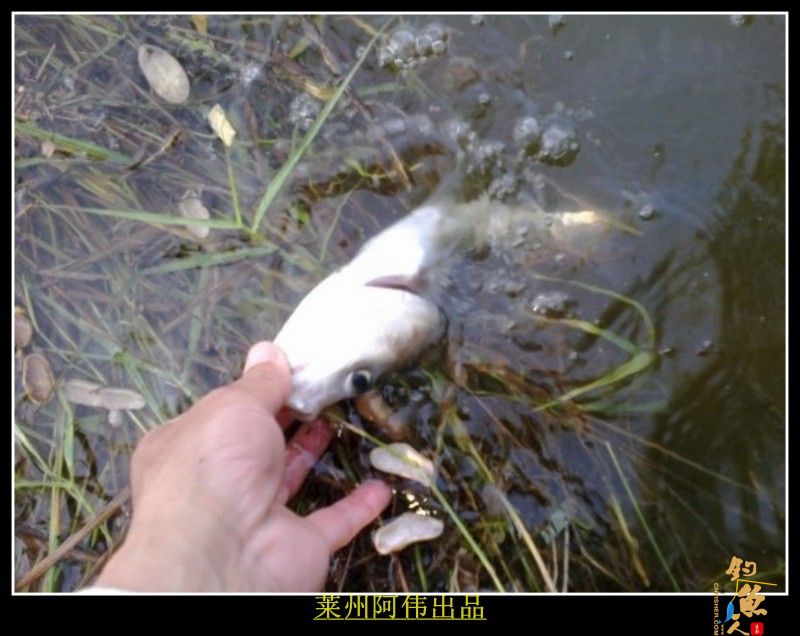 莲花山下 莱州阿伟 出品