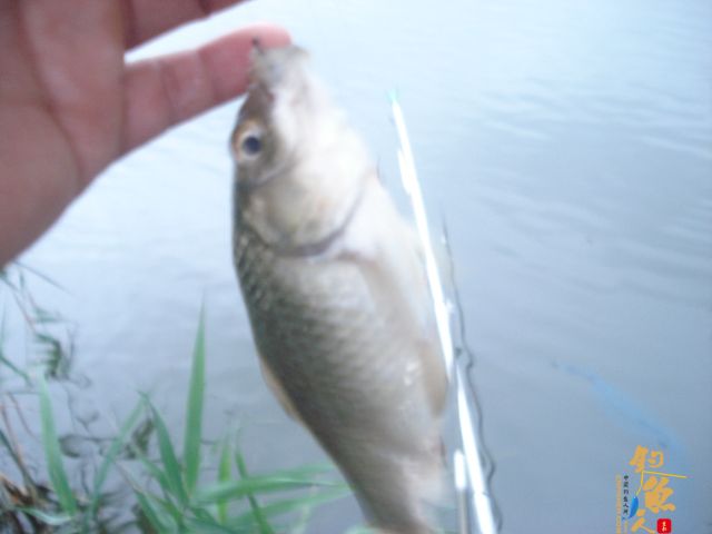 后花园里喜事多 图