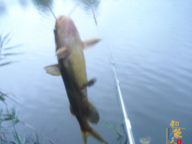 后花园里喜事多 图