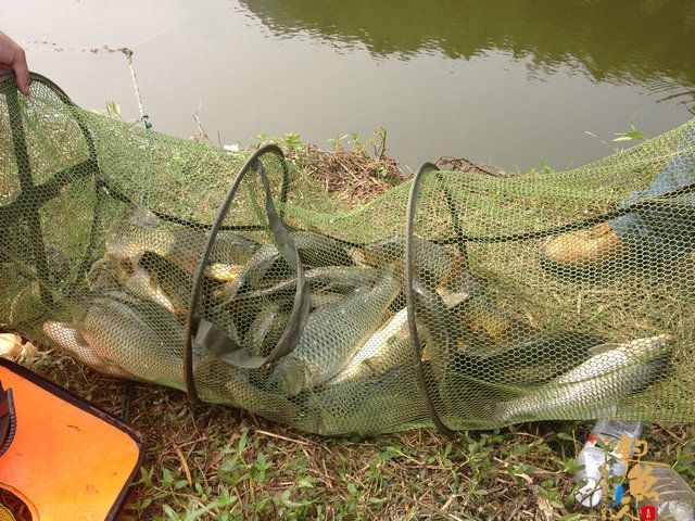 初秋小试水鸭塘水库、意外收获鲤鱼群